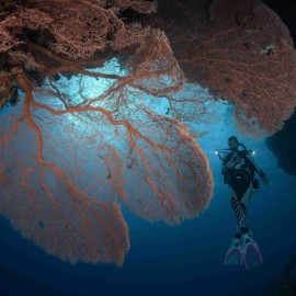 Tauchsafari Nordtour: Ras Mohammed, Tiran Islands & Wracks